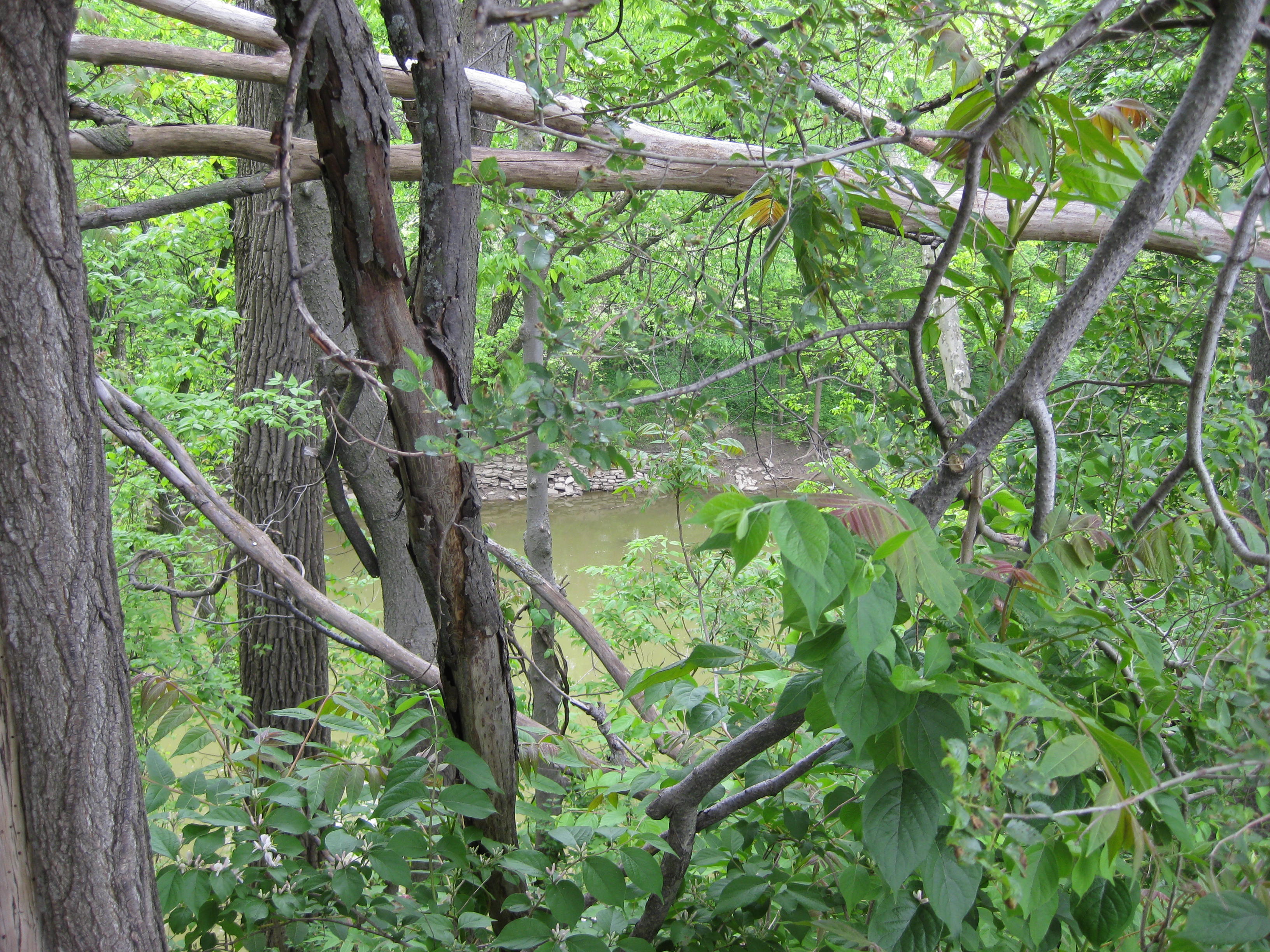 The St. Mary's River as seen from Indian Village
